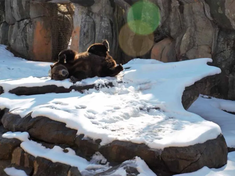 Grizzly bear Tommo rolling in the snow