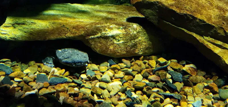 Hellbender closeup rock