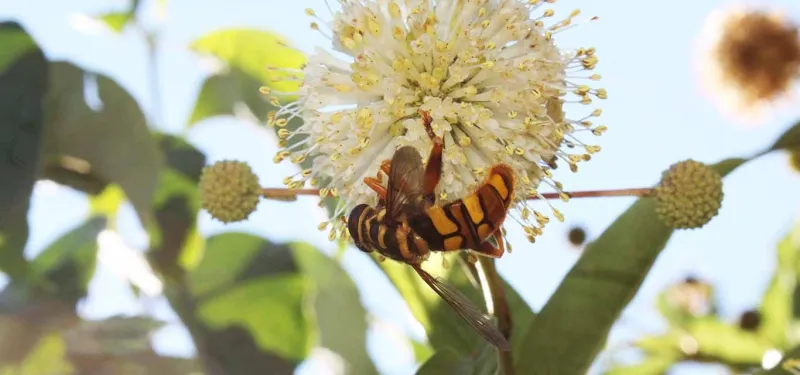 hover fly on button bush