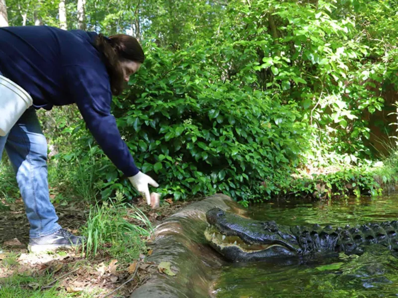 Gator being fed