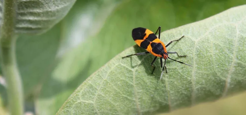 milkweed bug