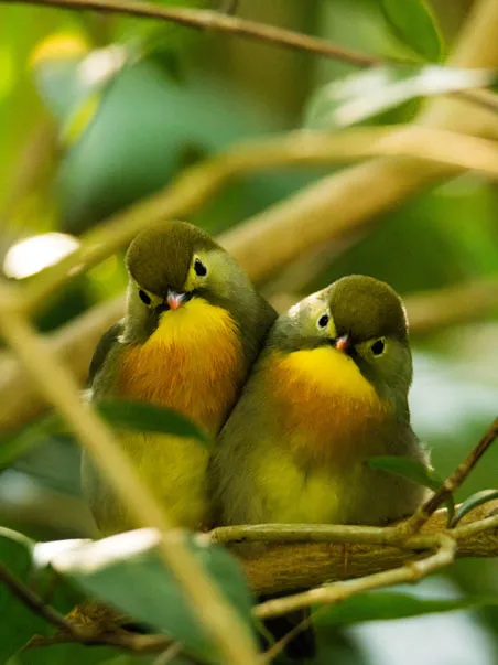 A tight shot of two small, olive-green birds sitting close together on a branch. They both have bright yellow-orange throats and black markings around their eyes and beaks. The birds are facing forward, looking directly at the camera. The background is a blur of green leaves and brown branches.