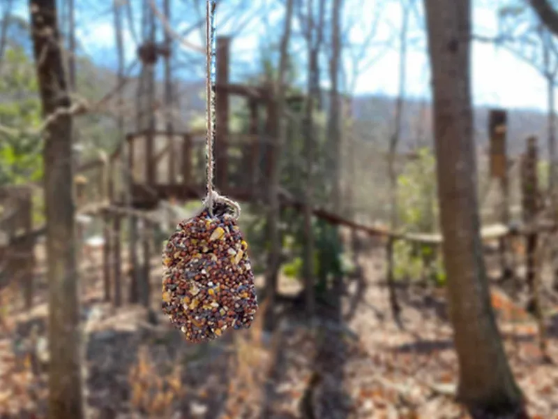 Pinecone bird feeder craft