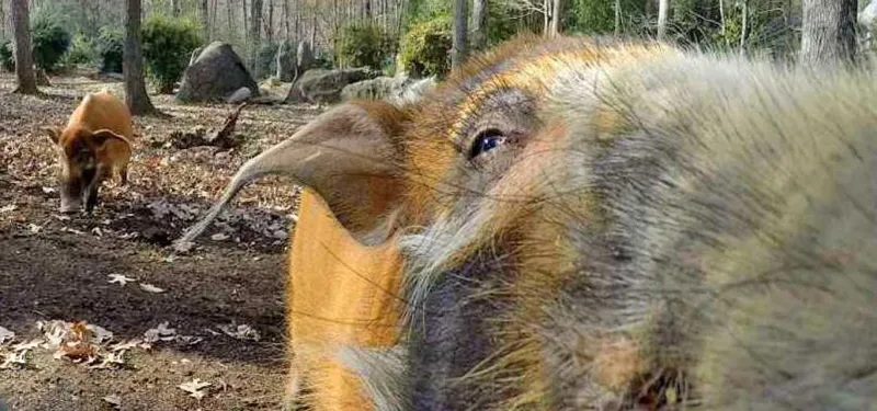 Red river hog Stella up close