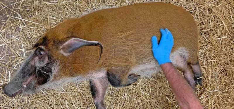 Red river hog belly rub