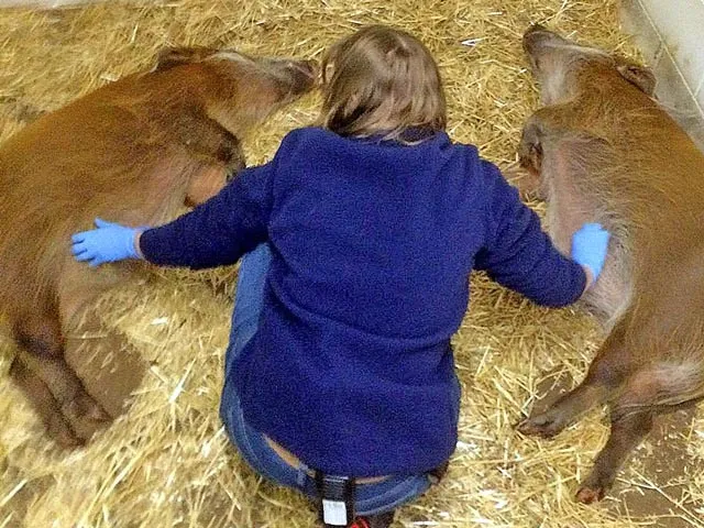 Red river hog training Kelly Davis