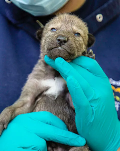 Very young Red Wolf puppy being held by the blue, latex gloved hands of a vet tech for check-up.