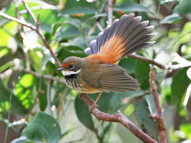 Rufous fantail