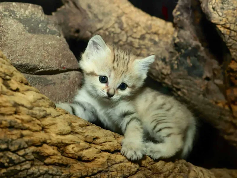 Sand cat kitten