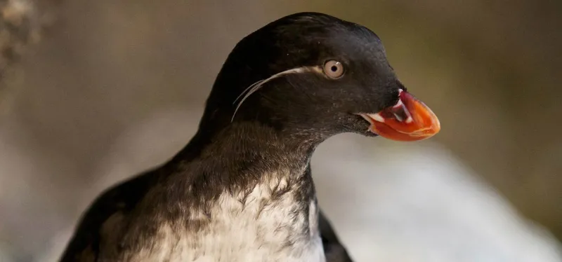 Parakeet auklet adult close up