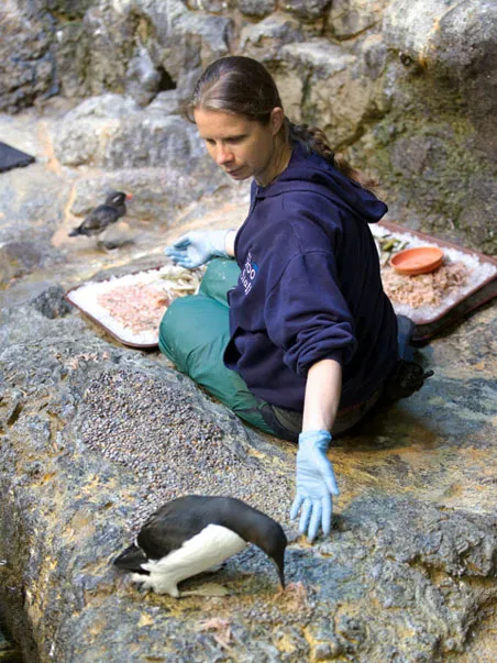 Seabird thick billed murre and Sarah McCrory