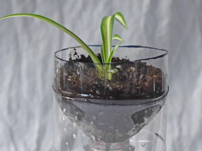 Self watering seed starter