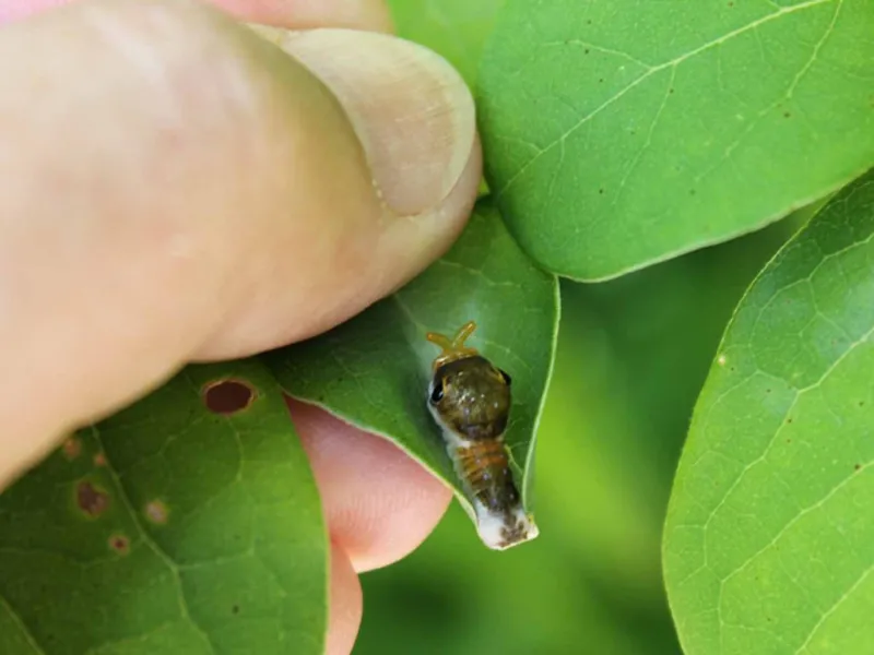 spicebush swallowtail caterpillar