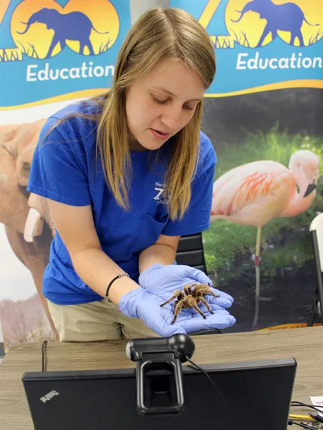 Virtual Camp Chelsey with a tarantula