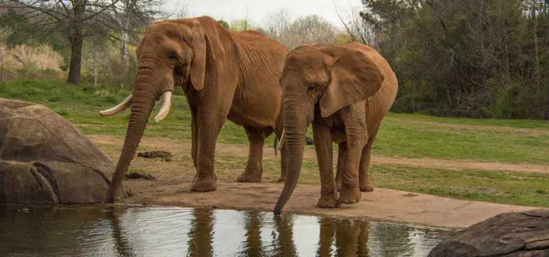 Elephants Csar Rafiki