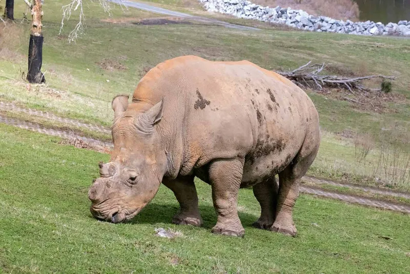 Meet Our Baby Rhinos | North Carolina Zoo