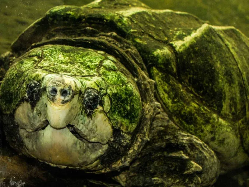 Alligator snapping turtle close up