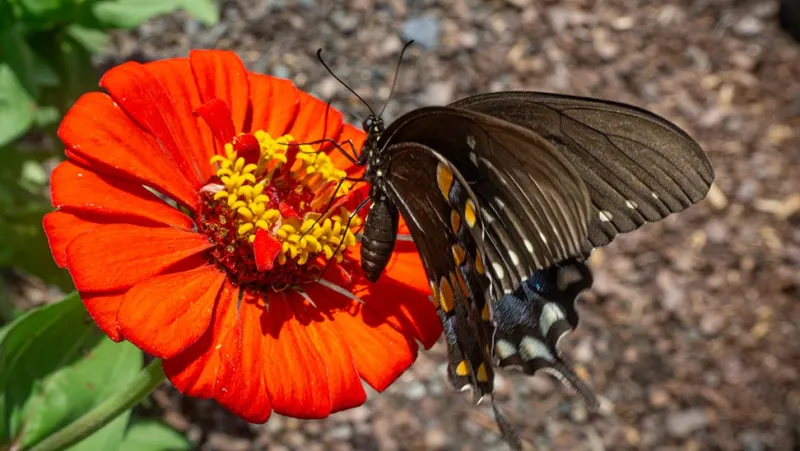 Orange zinnia with a colorful butterfly drinking nectar demonstrating pollination.
