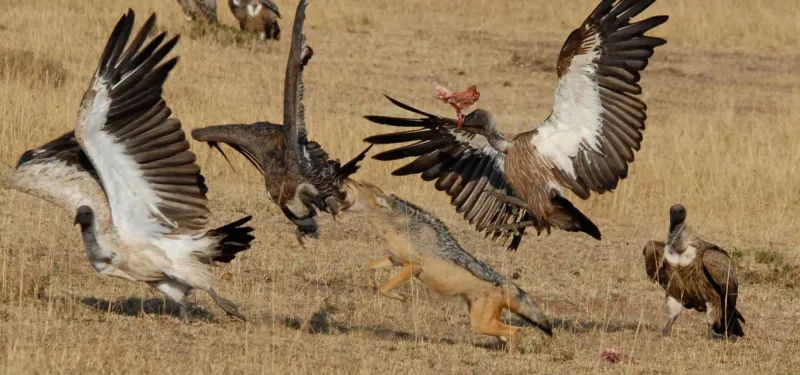 Vultures and jackal