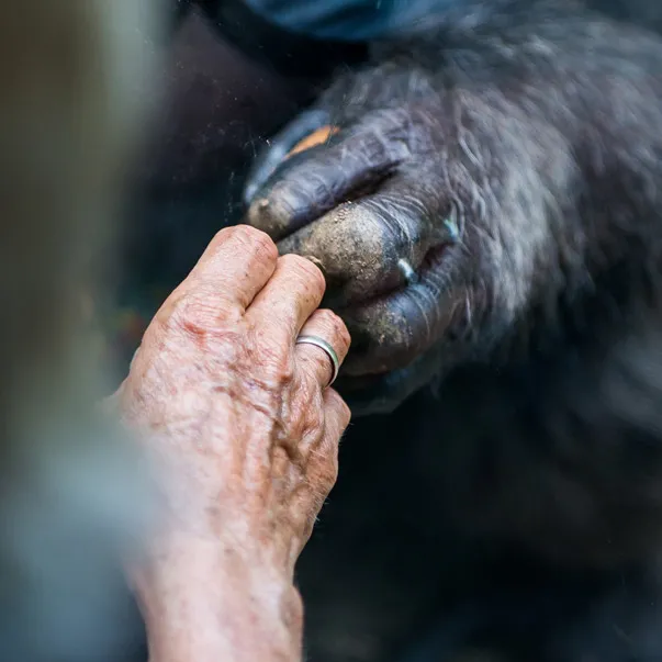 support-north-carolina-zoo