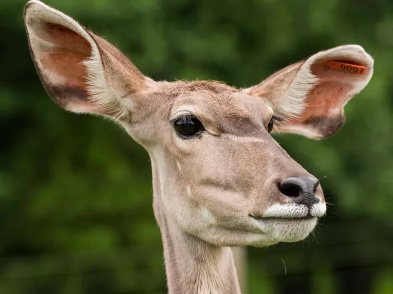 Greater kudu