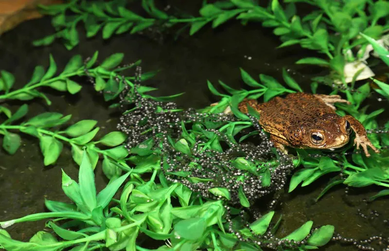 Adult Puerto Rican Crested Toad
