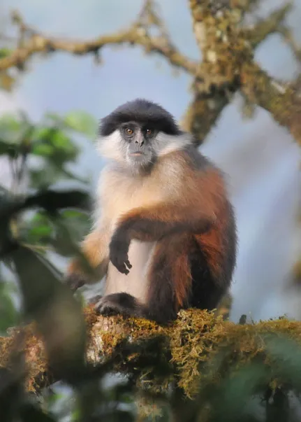 Red Colobus monkey sitting on a mossy branch.