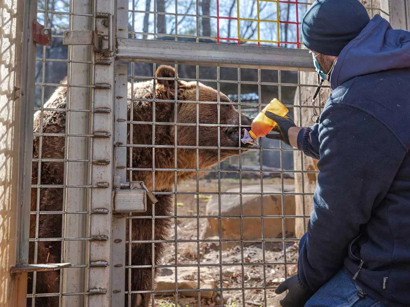 Grizzly ronan eating honey