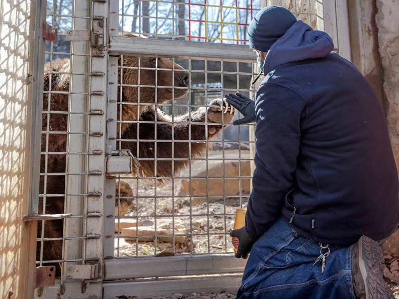 Grizzly Ronan training with keeper