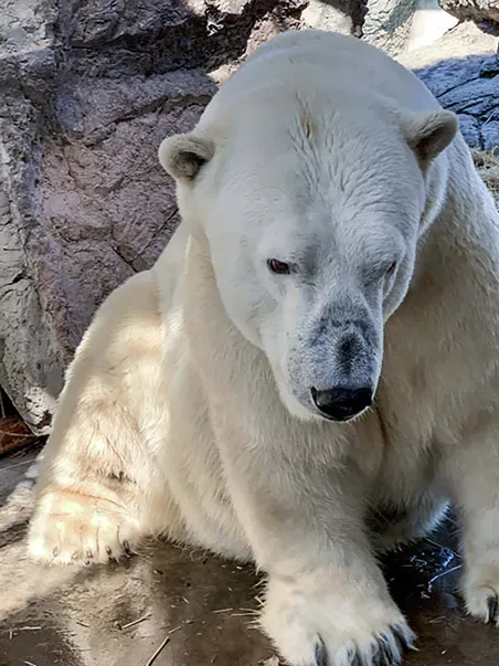 Polar Bear Payton sitting