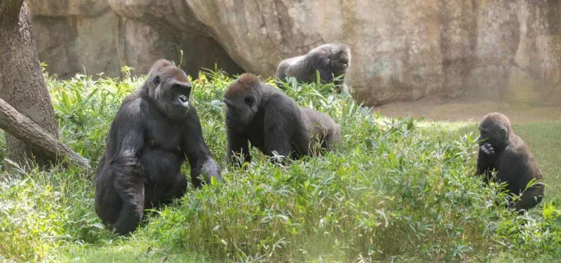 Western lowland Gorilla