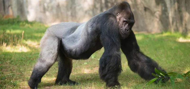 Western lowland gorilla