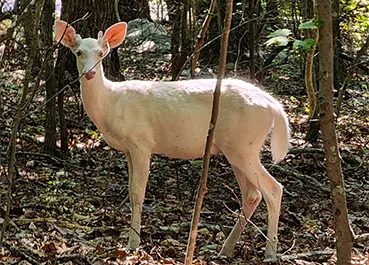 Closeup of a white deer standing in a wooded area at North Carolina Zoo