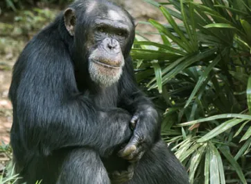 Chimpanzee sitting in a relaxed pose by a tropical plant.