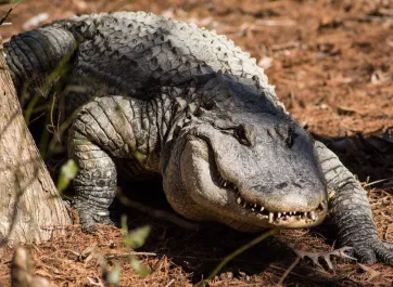 american-alligator-face-dsc_1981.jpg A large, light brown, scaly American alligator lumbering across the mulch, its sharp toothy grin visible as it walks towards the viewer.