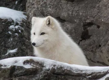 arctic-fox-snow-dsc_6457.jpg A small, fluffy, white Arctic Fox sitting amongst some snowy rocks.
