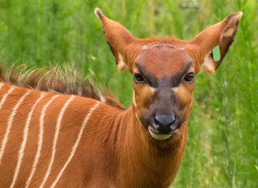 A female bongo chewing grass on the grassland.