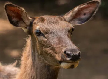 A close-up portrait of an Elk cow's head, showing its soft brown fur, large ears, and expressive eyes against a blurred, dark background