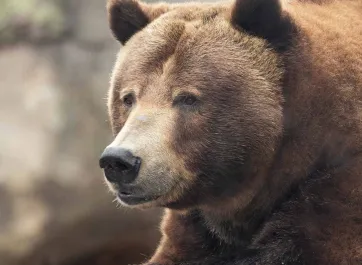 A grizzly bear relaxing on a rock.