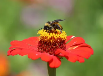 A western honey bee collecting pollen from the raised yellow center of a bright red flower with lots of rounded petals. .