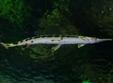 A longnose gar swimming in its tank.