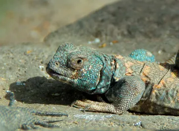 An ornate uromastyx sunning.