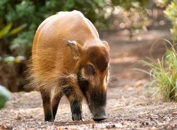 A Red River Hog, witih long, slender ears, elongated snout, and rust colored hair, snuffling through the dirt.