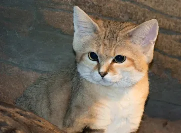 A sand cat.