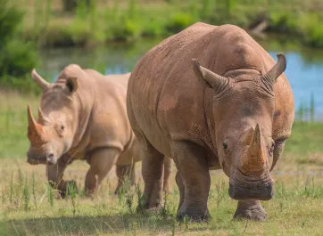Two White Rhinos walking through a vast, grassy field, with a small lake visible behind them, known as the Watani grassland.