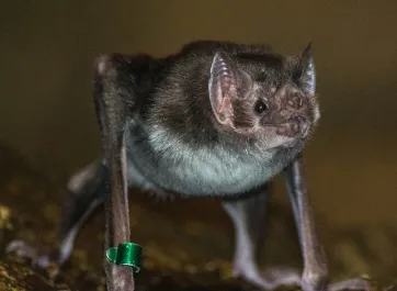 A vampire bat standing upright on a rock on its hands and feet with its wings tucked back. Its tiny flat snout, sharp teeth and large, pointed ears are clearly visible.