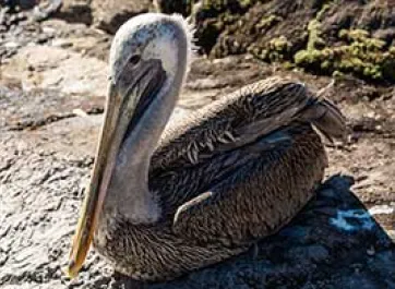 Brown Pelican laying on a rock